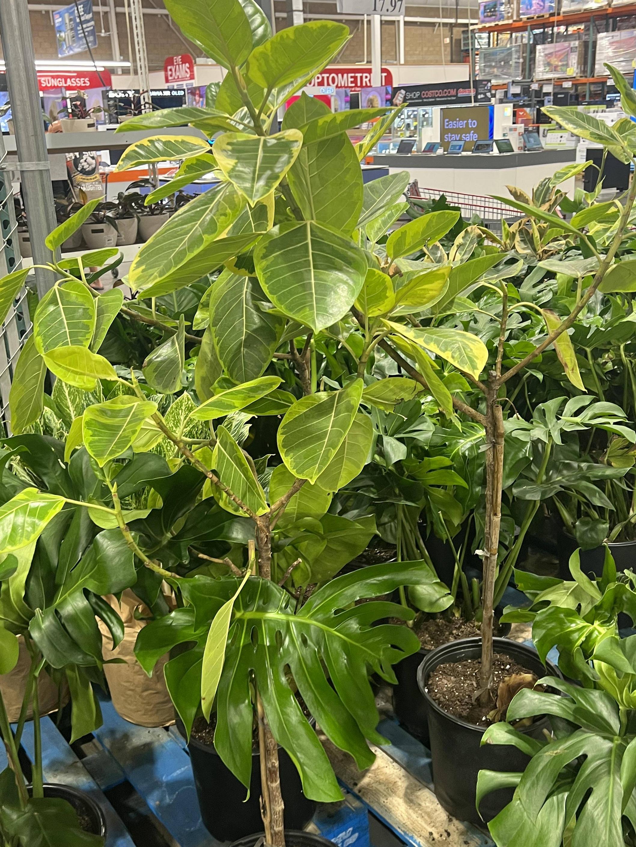 select Costco stores only: Tropical plants on sale  - $17.97 (Usually 35$) YMMV