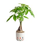 Costa Farms Live House Plants: 16" Money Tree in 5" Pot $19.20 &amp; More + Free S/H