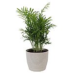 **Today Only** Costa Farms Live House Plants: Parlor Palm Tree House Plant in 6&quot; Pot $15.74  &amp; More + Free Shipping Orders $45+