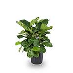 YMMV: 1.72-Gallon Pot Fiddleleaf Fig House Plant $15 + Free Store Pickup at Lowe's