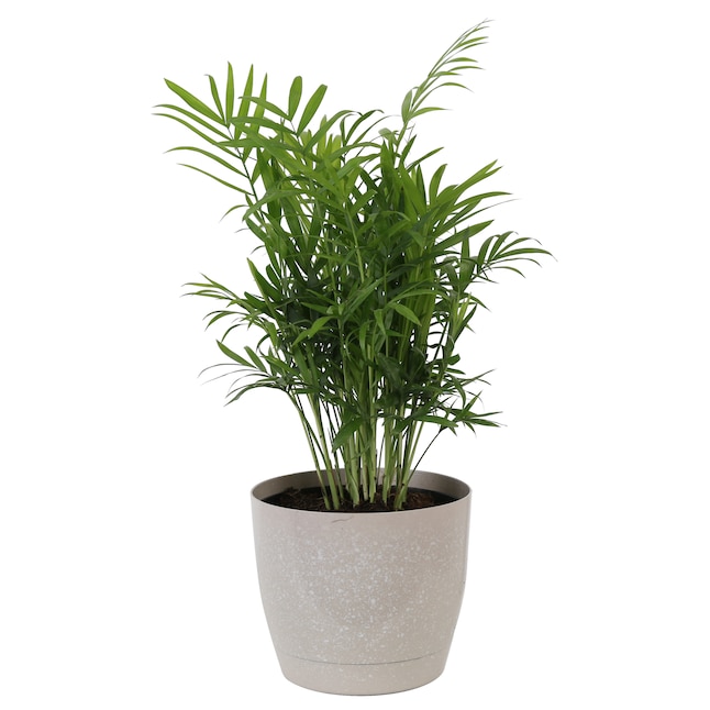 **Today Only** Costa Farms Live House Plants: Parlor Palm Tree House Plant in 6" Pot $15.74  & More + Free Shipping Orders $45+