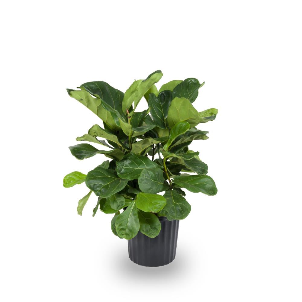 YMMV: 1.72-Gallon Pot Fiddleleaf Fig House Plant $15 + Free Store Pickup at Lowe's