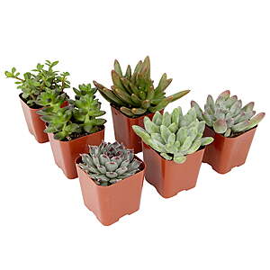 6-pk Element by Altman 2" Live Indoor House Succulent Plants w/ Grower Pots $10.20 