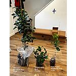 Chicago Hardy Fig Tree 60% discount $18