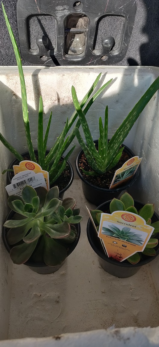 Succulants 2 For 5 At Fred Meyer