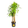 Costa Farms Dracaena Mass Cane Indoor Plant 4-5ft Tall