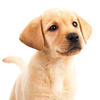 Free Dog Food (Mileage May Vary)