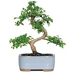 Brussel's Bonsai 6" Chinese Elm in Clay Planter $22.50 + Free Shipping
