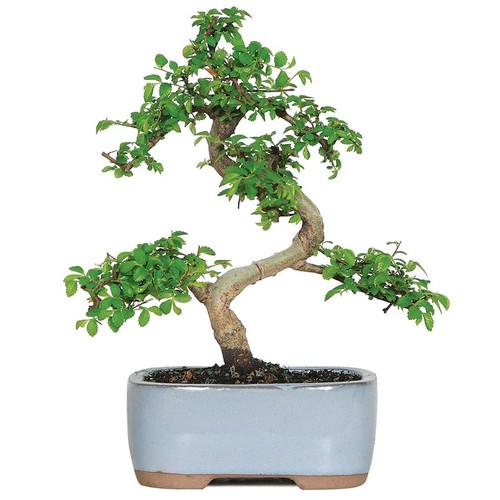 Brussel S Bonsai 6 Chinese Elm In Clay Planter Slickdeals Net