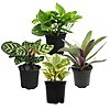Essential Houseplant Collection (4PK) Live Plants Indoor Plants Live Houseplants in Plant Pots $19.64
