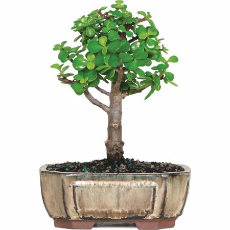 Bonsai Trees various price - Slickdeals.net