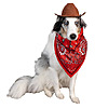 Tractor Supply 90%off Pet Costumes $2.49+