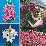25 Lily Bulbs 75% Off - Lily Grab Bag for $25 + $9.95 Shipping from Brecks