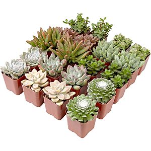 20-Pack Altman Plants Assorted Potted Live Succulent Outdoor/Indoor Plants $21.45 