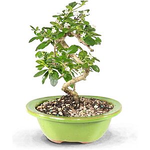 6"-10" Brussel's Bonsai Live Fukien Tea Bonsai Tree w/ Ceramic Pot $20 + Free S&H w/ Amazon Prime