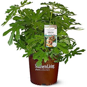 2-Gal. Southern Living Little Miss Figgy Live Shrub Fruit Plant