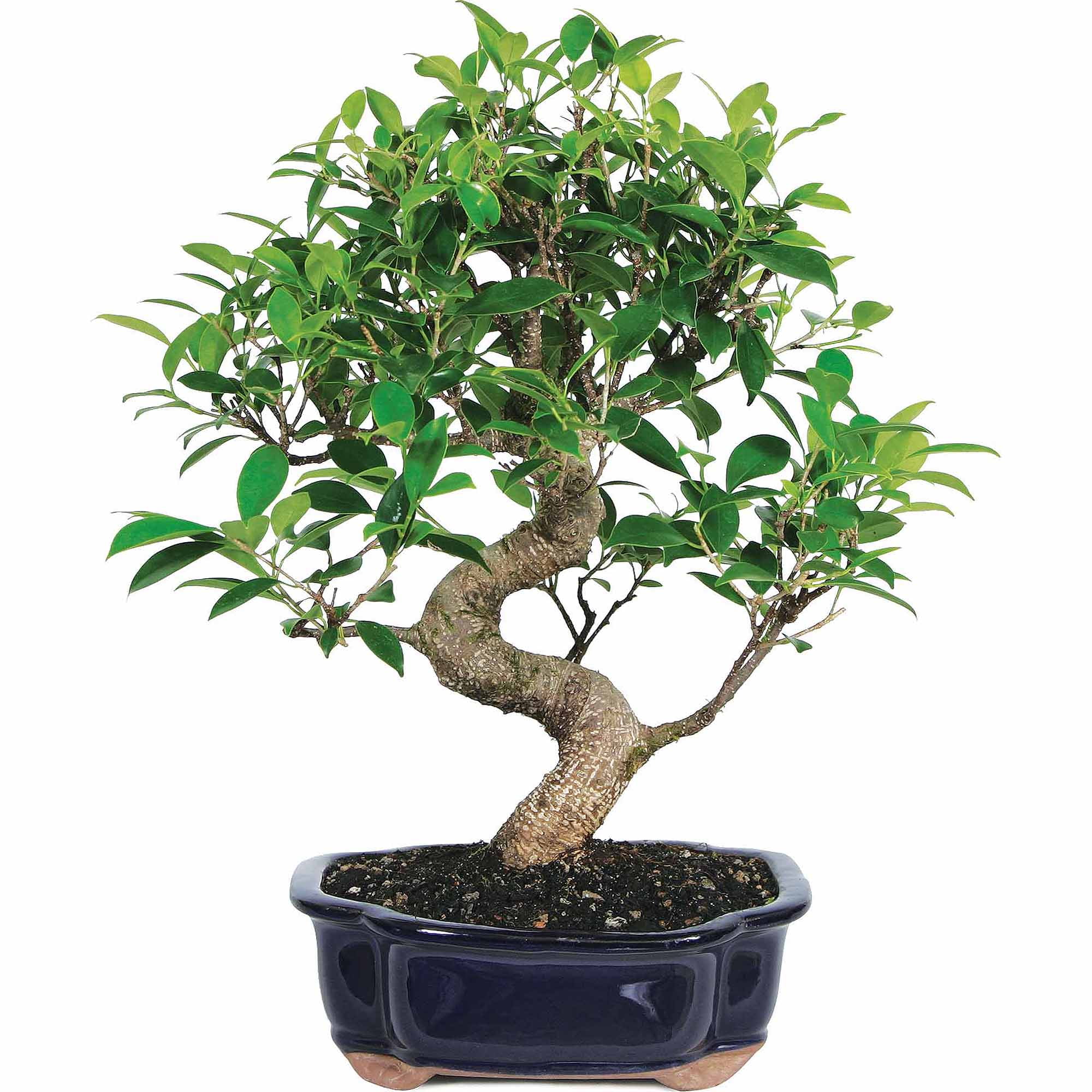 Brussel's Bonsai Ficus Bonsai Live Tree $24 + Free S&H w/ Walmart+ or $35+