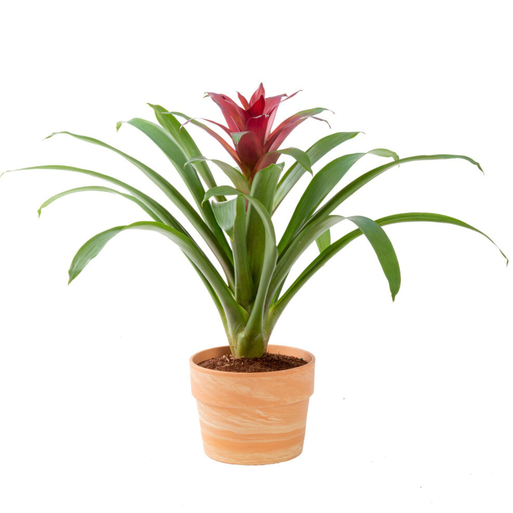 Costa Farms Grower's Choice Blooming Bromeliad Live Indoor Houseplant: 12" Tall $18.15 or 20" Tall $25.31 + Free Shipping w/ Prime