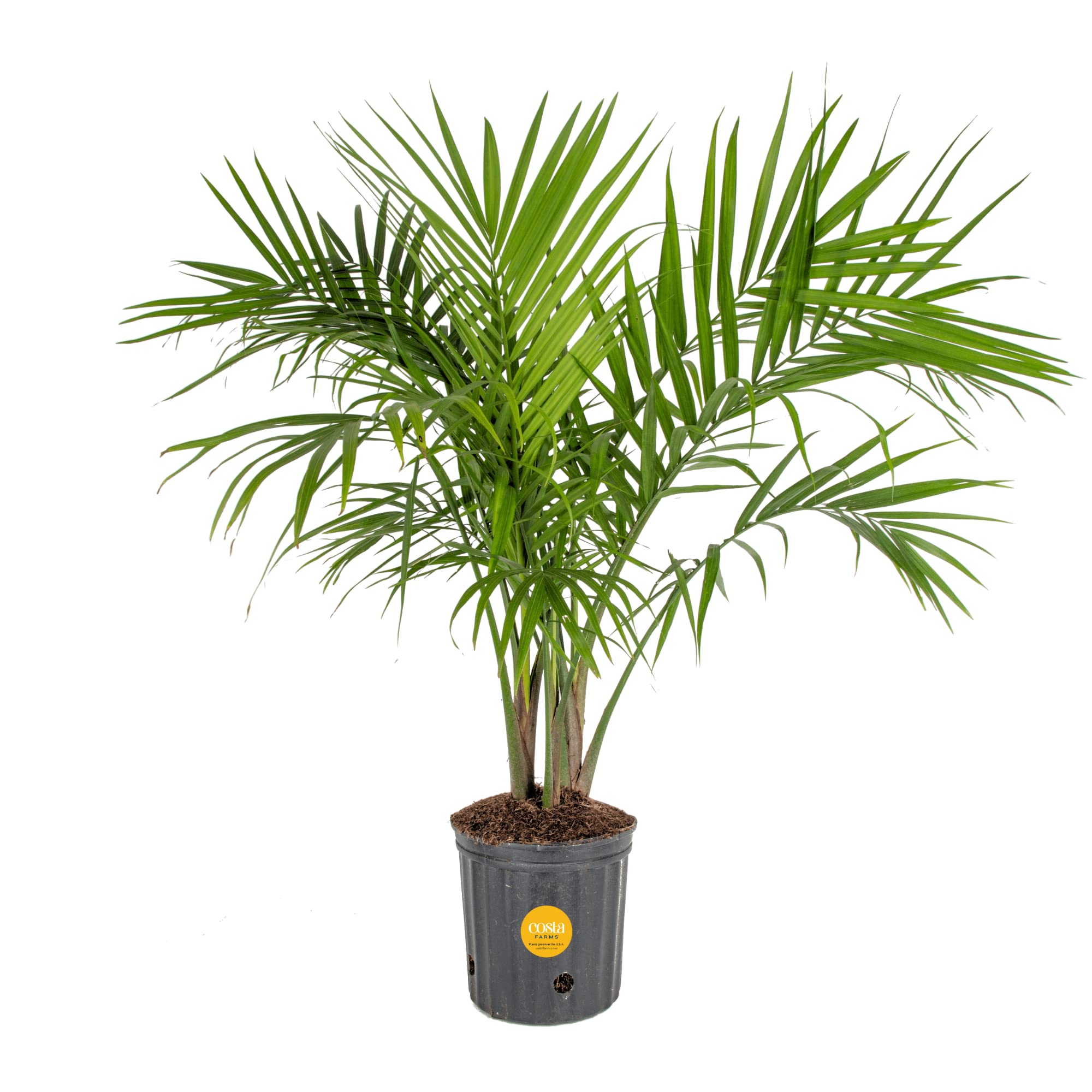 3'-4' Costa Farms Majesty Palm Tree Live Indoor Potted Plant $27 + Free Shipping w/ Prime
