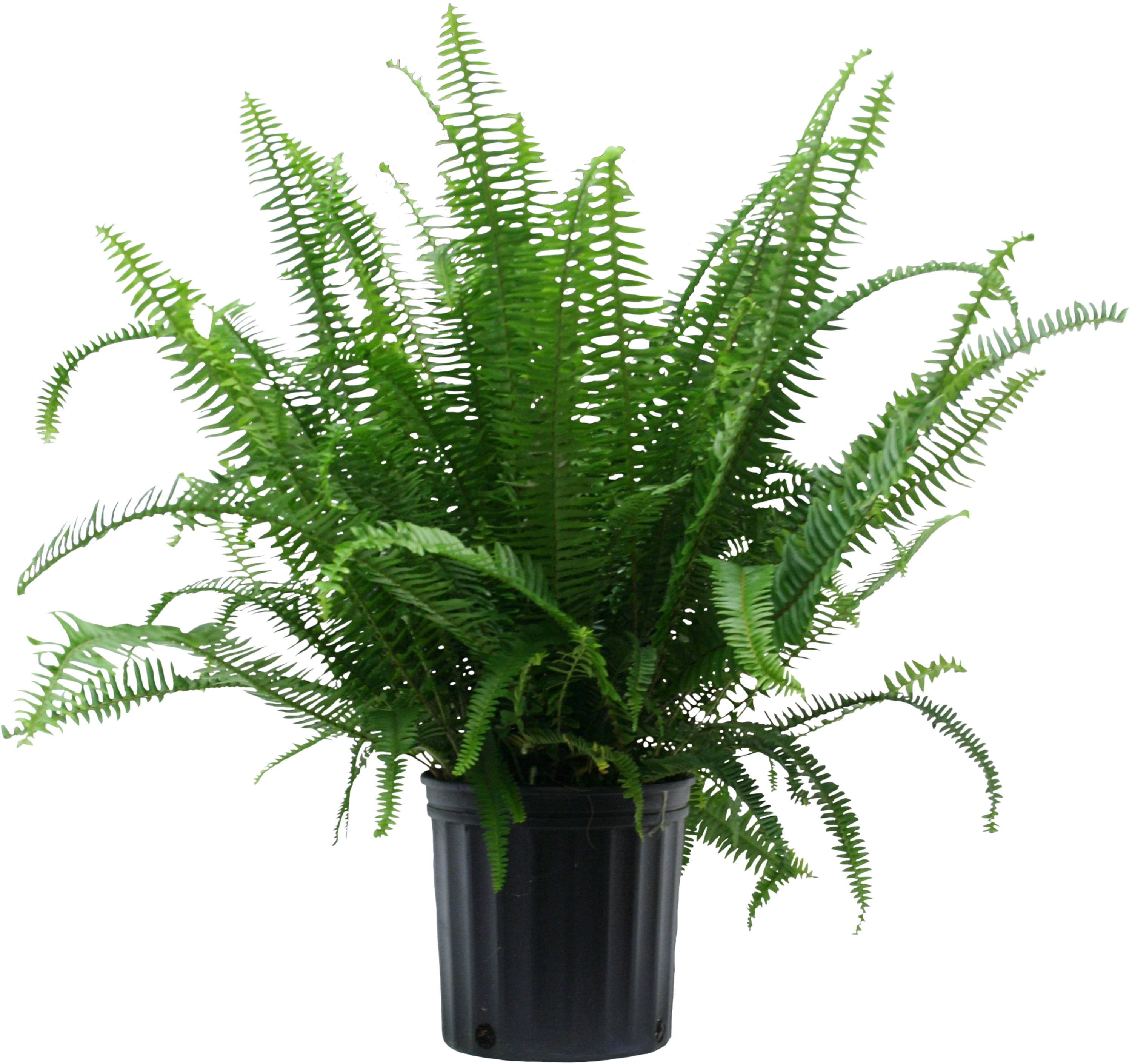 2' Tall Costa Farms Green Kimberly Queen Fern Live Indoor Potted Plant $24.50 + Free S&H w/ Walmart+ or $35+