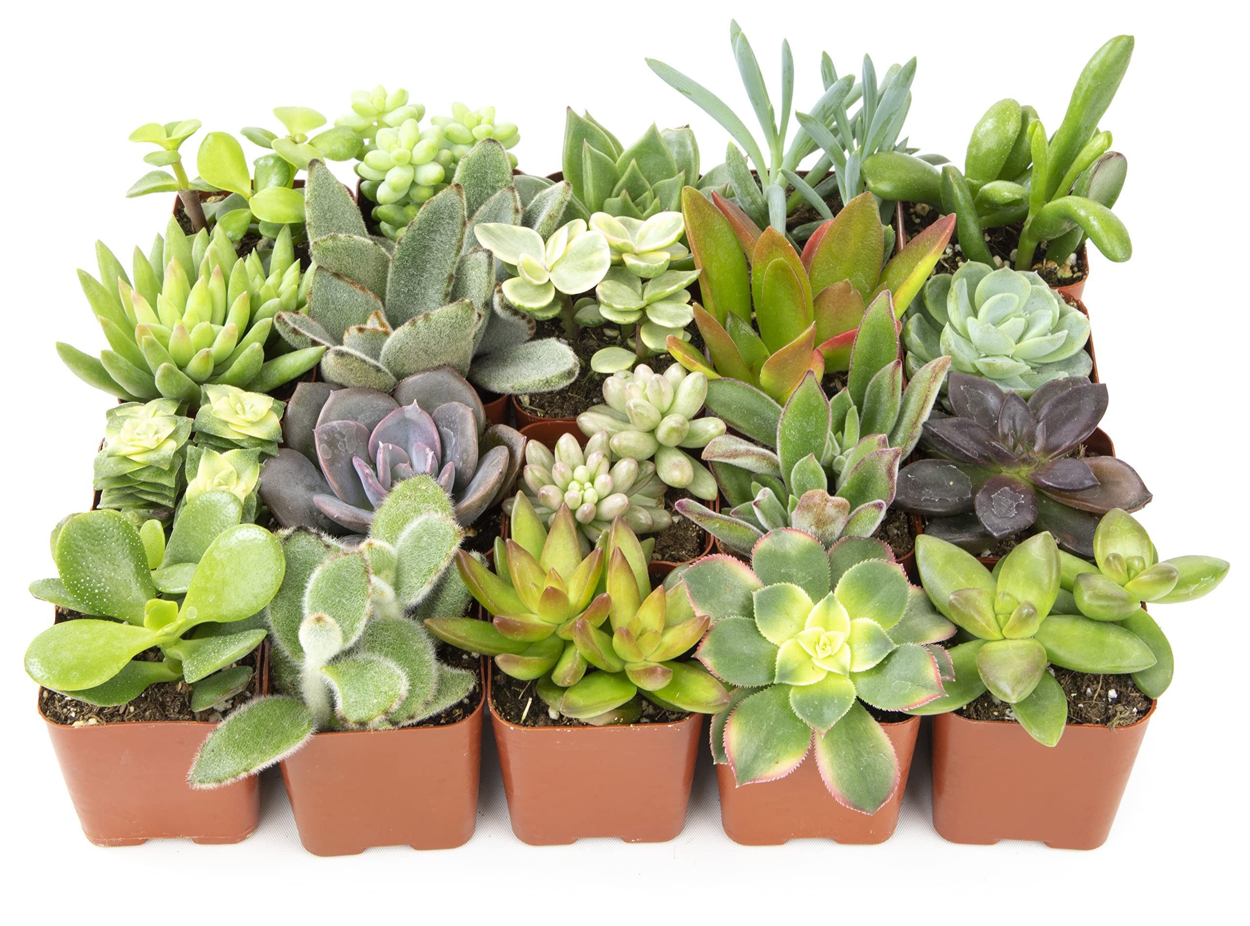 20-Pack Altman Plants Assorted Potted Live Succulent Plants $25.97 + Free Shipping w/ Prime