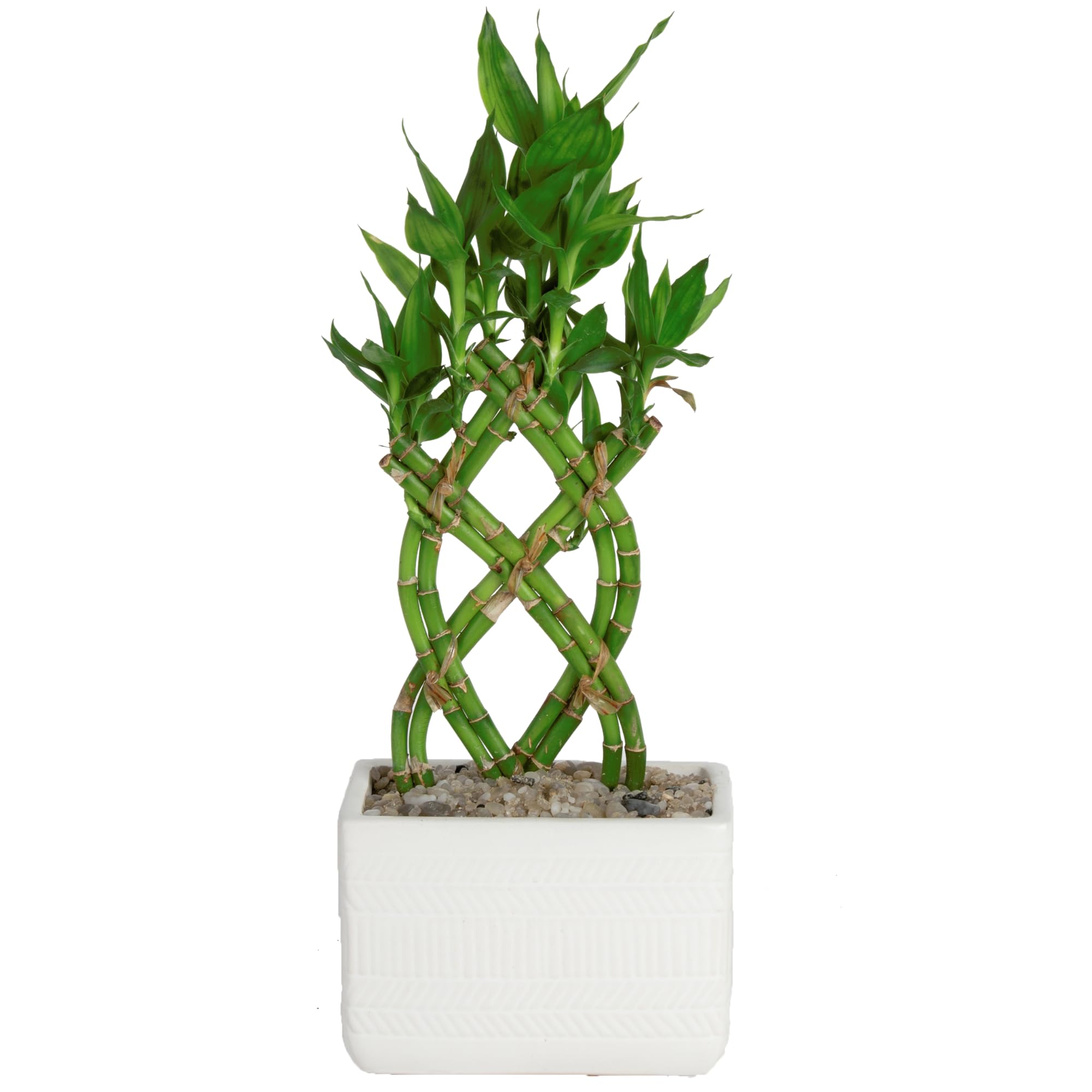 12" Tall Costa Farms Lucky Bamboo Live Indoor Houseplant in Ceramic Planter Pot $18.10 + Free Shipping w/ Prime