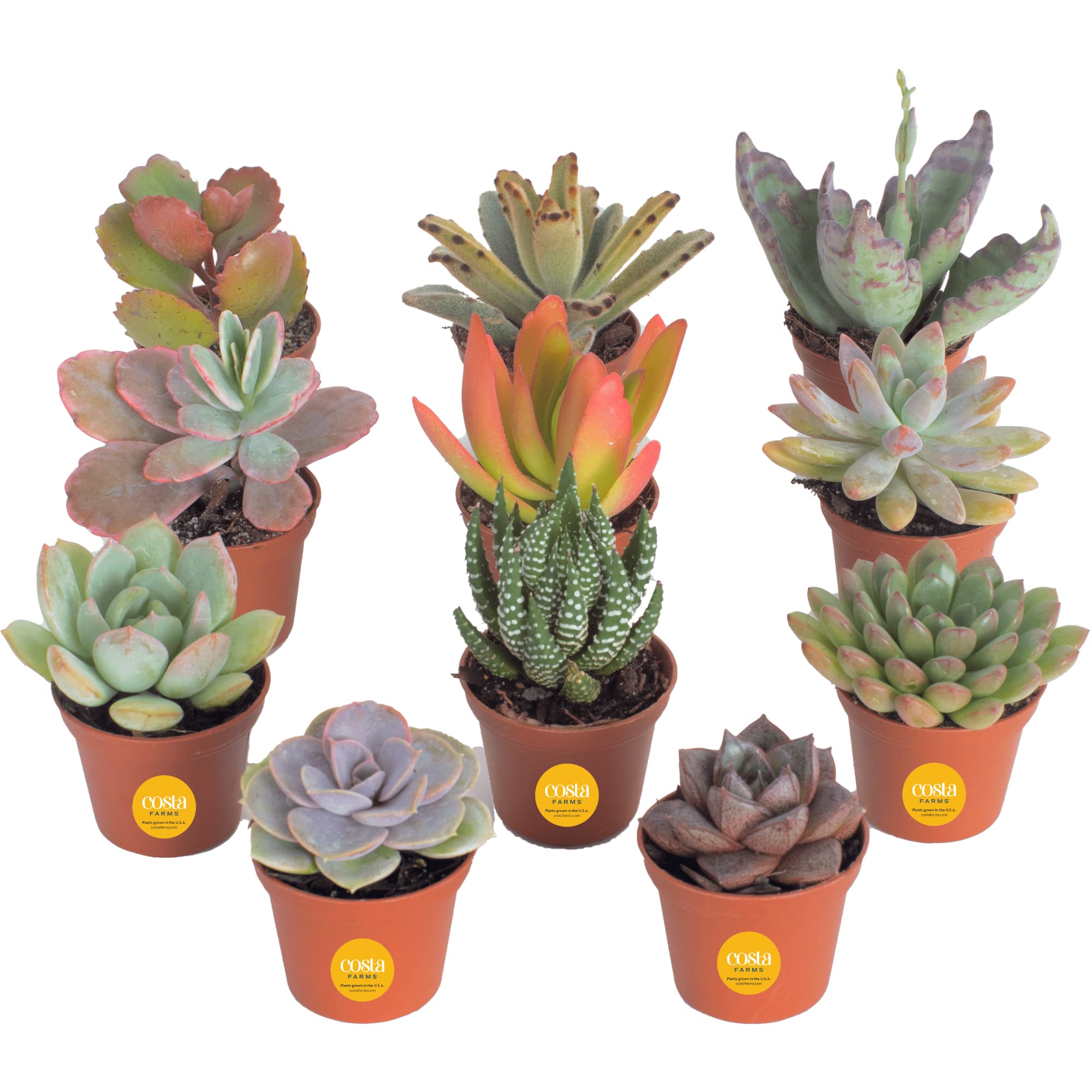 11-Pack 2" Costa Farms Assorted Live Mini Succulent Plants $19.98 + Free Shipping w/ Prime