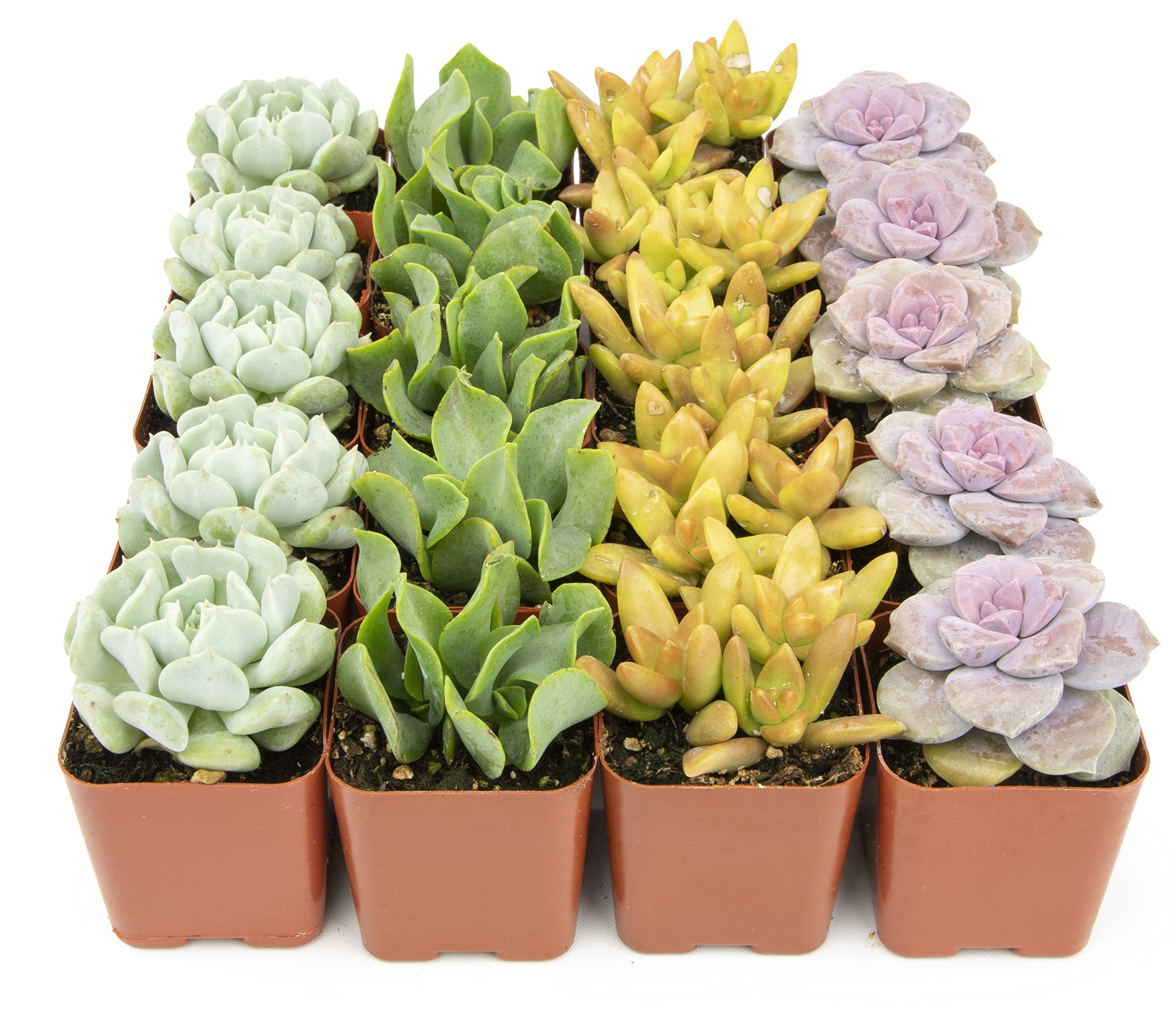 20-Pack Potted Live Succulent Indoor House Plants $26.51 + Free Shipping w/ Prime