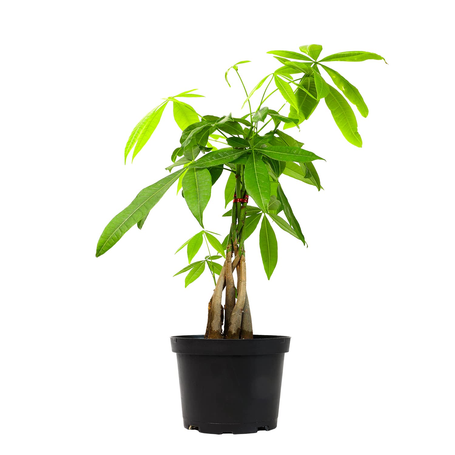 Plants for Pets Money Tree Indoor House Plant (6" Pot) $19.11 + Free Shipping w/ Prime or on $35+