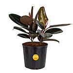 2'-3' Tall Costa Farms Live Indoor Burgundy Rubber Houseplant $22.99 + Free Shipping with Prime