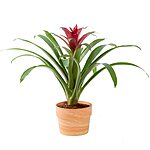 Costa Farms Grower's Choice Blooming Bromeliad Live Indoor Houseplant: 12&quot; Tall $18.15 or 20&quot; Tall $25.31 + Free Shipping w/ Prime