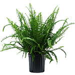 2' Tall Costa Farms Green Kimberly Queen Fern Live Indoor Potted Plant $24.50 + Free S&amp;H w/ Walmart+ or $35+
