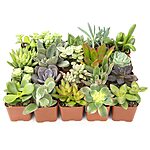 20-Pack Altman Plants Assorted Potted Live Succulent Plants $25.97 + Free Shipping w/ Prime