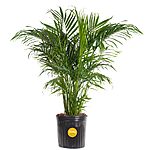 3'-4' Costa Farms Cat Palm Tree Live Indoor Houseplant $24.80 &amp; More + Free Shipping w/ Prime