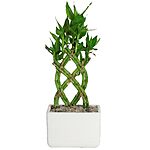 12&quot; Tall Costa Farms Lucky Bamboo Live Indoor Houseplant in Ceramic Planter Pot $18.10 + Free Shipping w/ Prime