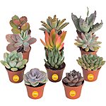 11-Pack 2&quot; Costa Farms Assorted Live Mini Succulent Plants $19.98 + Free Shipping w/ Prime