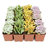20-Pack Potted Live Succulent Indoor House Plants $26.51 + Free Shipping w/ Prime