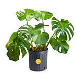 Costa Farms 2'-3' Live Monstera Indoor Plant in Nursery Plant Pot $21