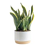 1'-2' Tall Costa Farms Live Snake Houseplant in Indoor Garden Plant Pot $17.51 + Free Shipping w/ Prime or on $35+