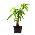 Plants for Pets Money Tree Indoor House Plant (6&quot; Pot) $19.11 + Free Shipping w/ Prime or on $35+