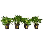 4-Count Costa Farms 4&quot; Easy Care Devil's Ivy Pothos Live Indoor House Plant $22.69 + Free Shipping w/ Prime or on $35+