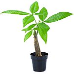 8&quot; Altman Plants Money Tree Live Plant w/ 2.5&quot; Grow Pot $11.86 + Free Shipping w/ Prime or on $35+