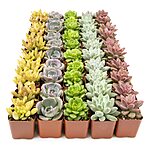 50-Pack Plants for Pets Live Succulents Houseplants Bulk Plant Tray $53.95 &amp; More + Free Shipping w/ Prime