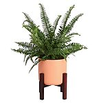1' Tall Costa Farms Kimberly Queen Fern Live Indoor Houseplant Potted in Premium Décor Plant Pot $23.39 &amp;amp; More + Free Shipping w/ Prime