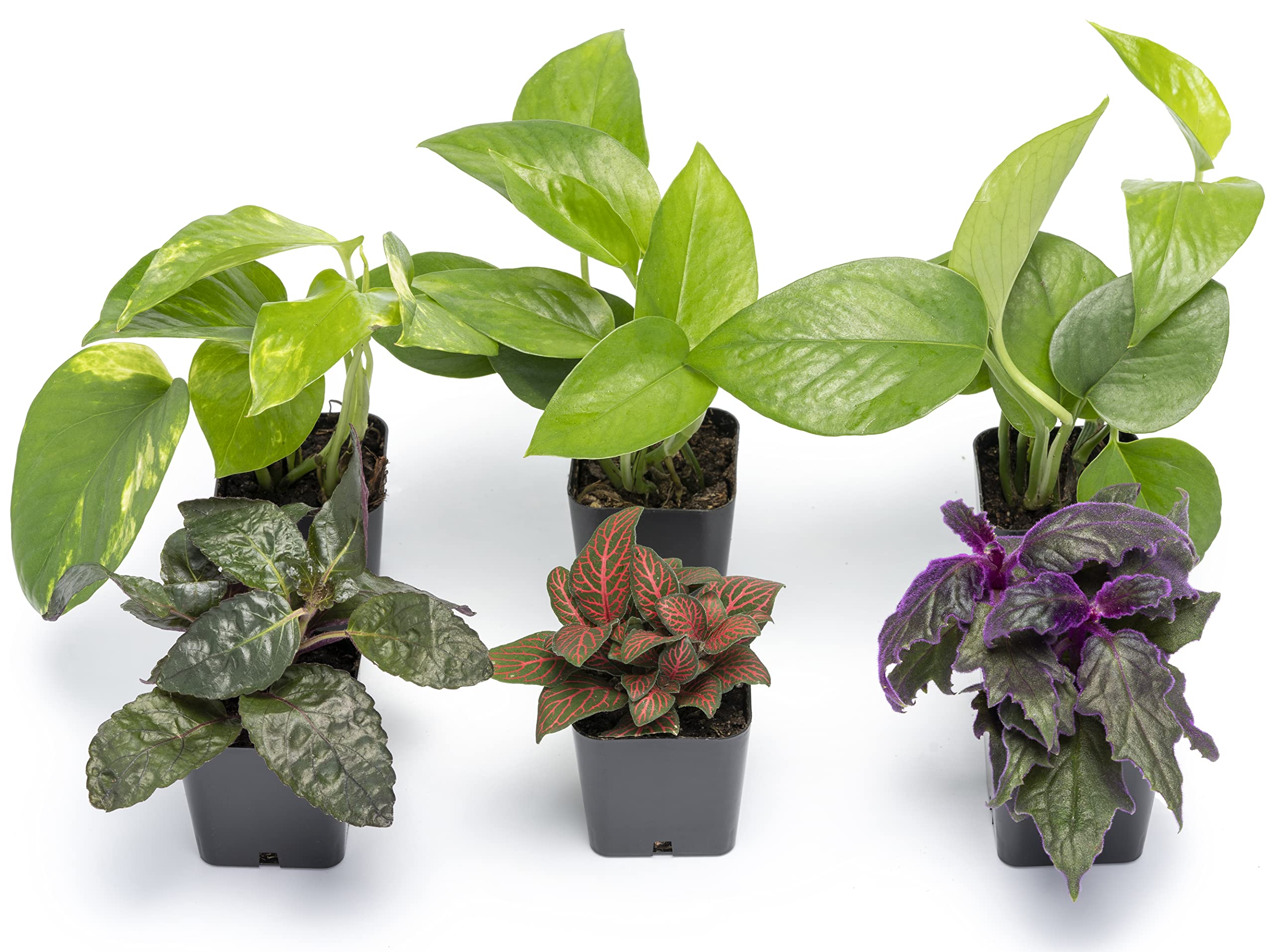 6-Pack Altman Plants Live Indoor Houseplants in 2” nursery pots $18.62 + Free Shipping w/ Prime or on $35+