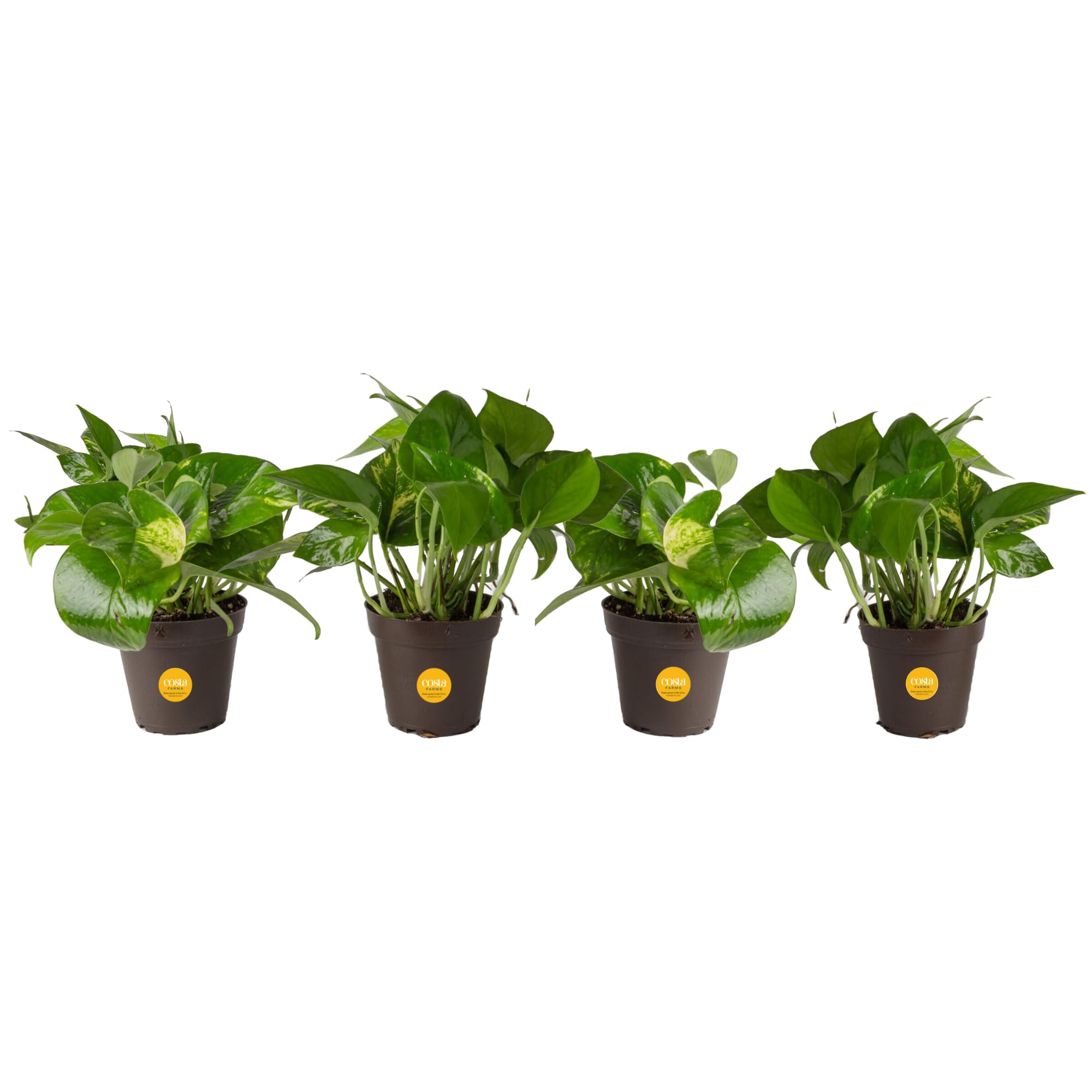 4-Count Costa Farms 4" Easy Care Devil's Ivy Pothos Live Indoor House Plant $22.69 + Free Shipping w/ Prime or on $35+