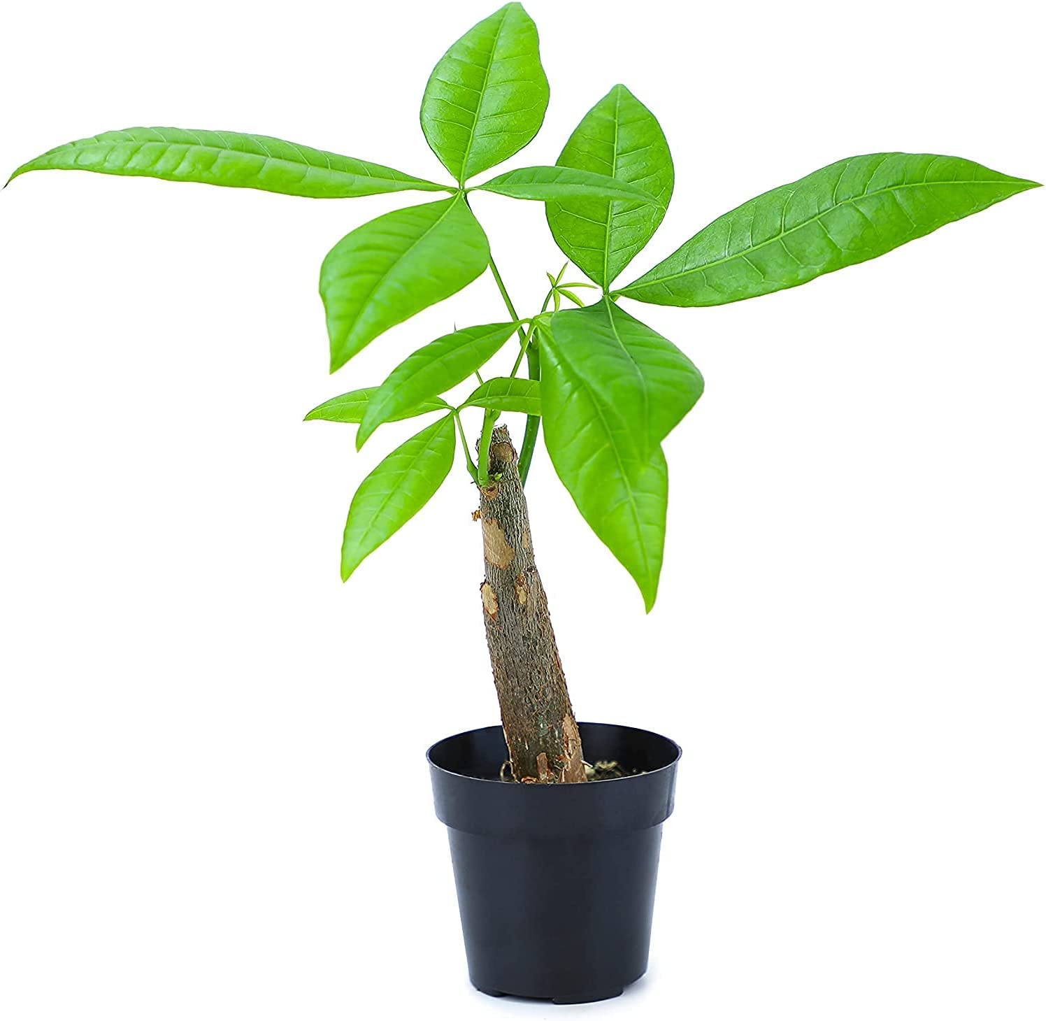 8" Altman Plants Money Tree Live Plant w/ 2.5" Grow Pot $11.86 + Free Shipping w/ Prime or on $35+