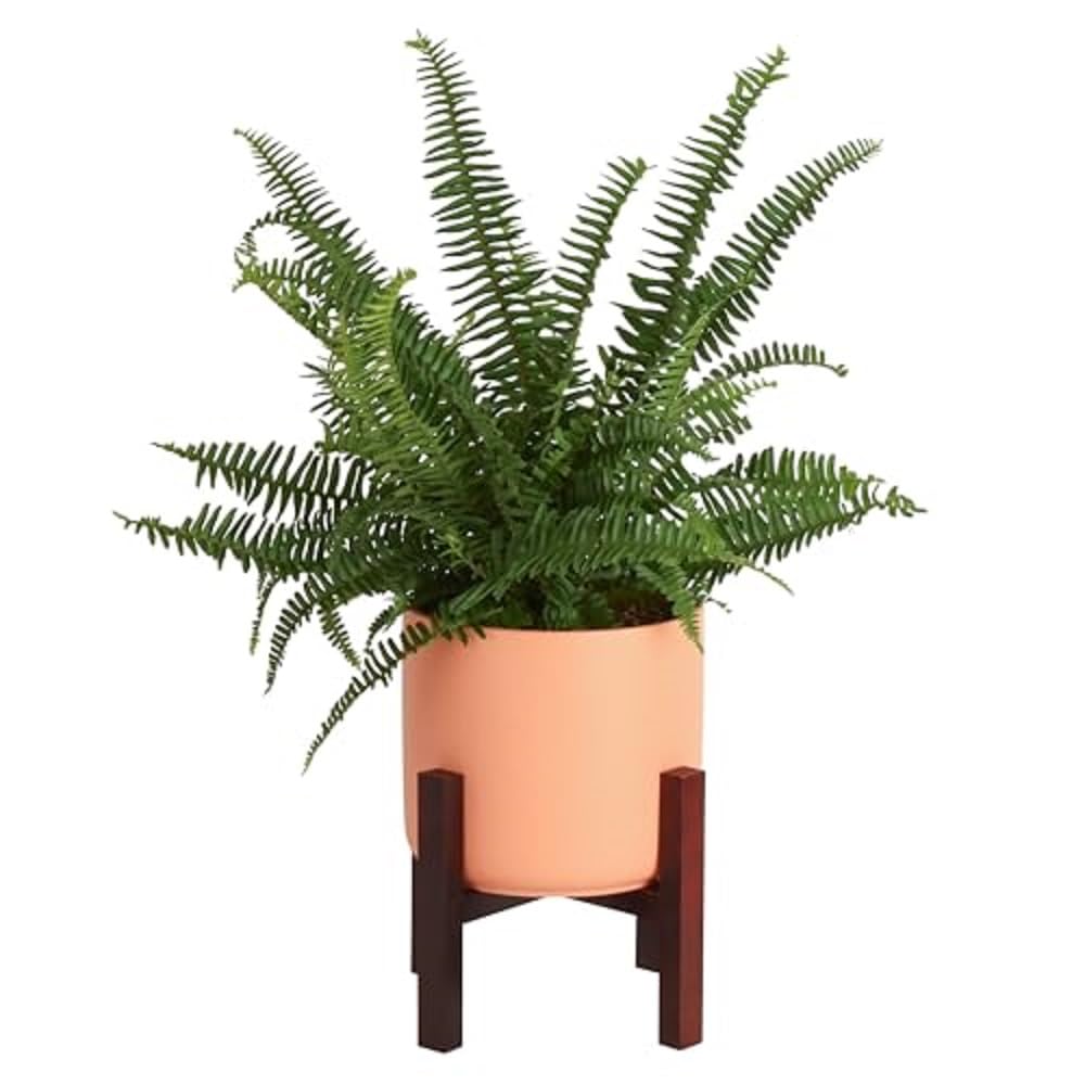 1' Tall Costa Farms Kimberly Queen Fern Live Indoor Houseplant Potted in Premium Décor Plant Pot $23.39 &amp; More + Free Shipping w/ Prime
