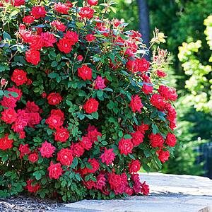 Fast Growing Trees Extra 15% Off $  20 Orders 6-Ct 1-Gal Double Knock Out Rose Bush $  101.80 + Free Shipping on $  49+