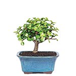 Prime Members: Brussel's Jade Bonsai Tree $10.35 + Free Shipping
